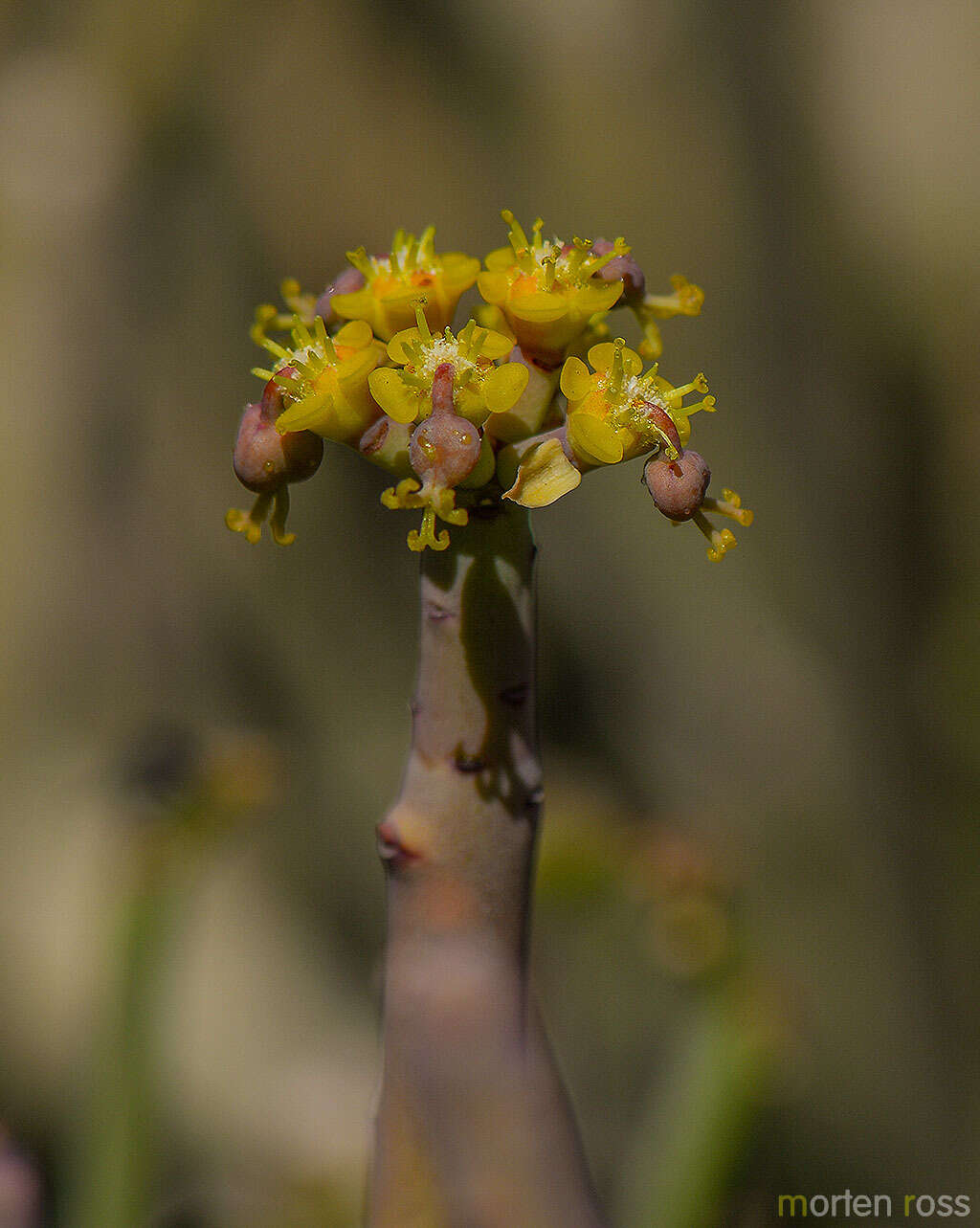 Image of Euphorbia schimperi C. Presl