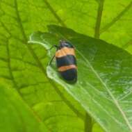 Image of Sphenorhina nigricephala Carvalho & Webb 2004