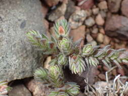 Слика од Crassula lanceolata subsp. lanceolata