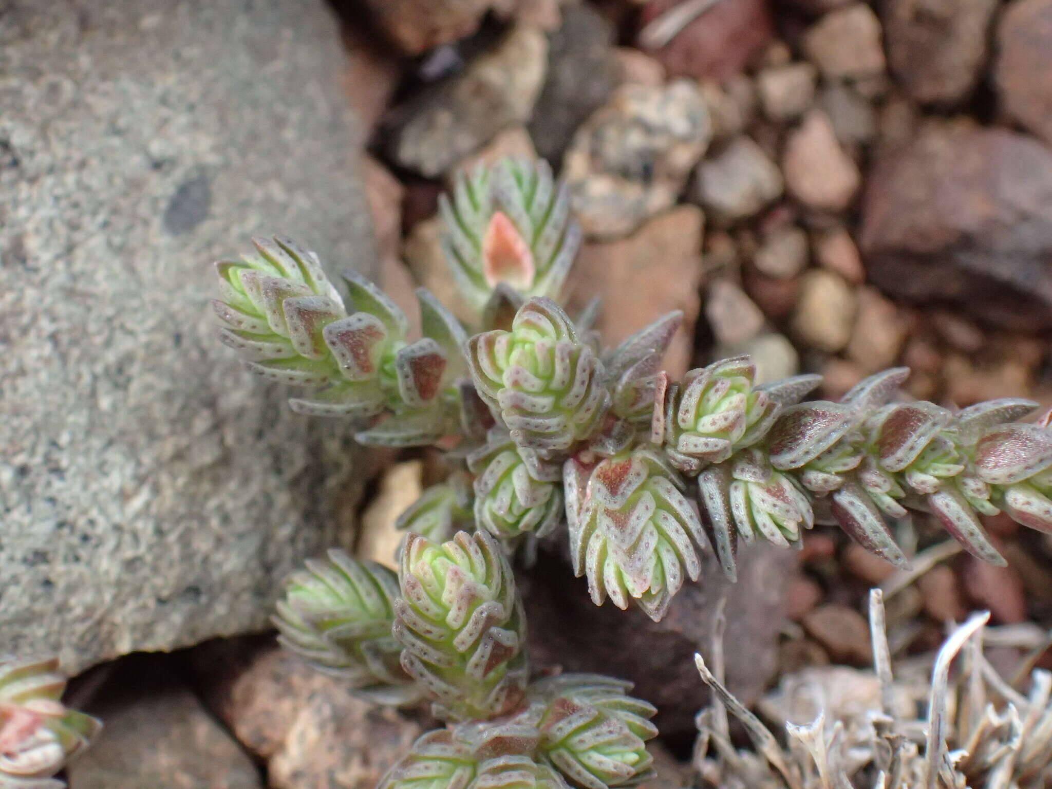 Слика од Crassula lanceolata subsp. lanceolata