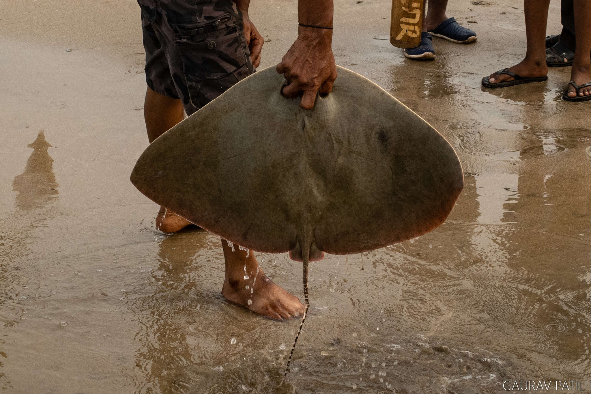 Image of Longtail Butterfly Ray