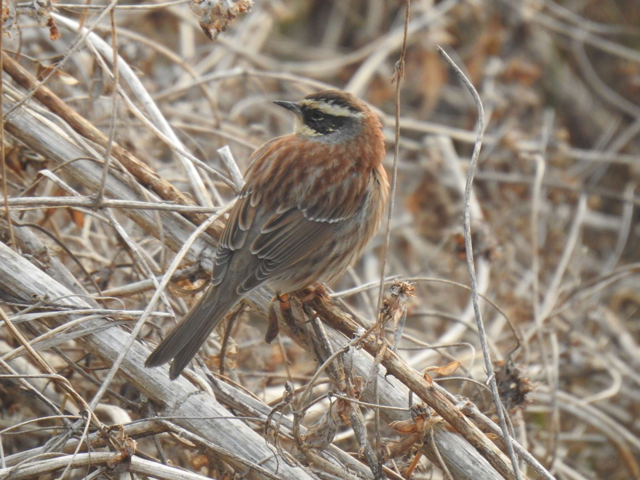 Image of Siberian Accentor