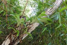 Image of Clowesia russelliana (Hook.) Dodson