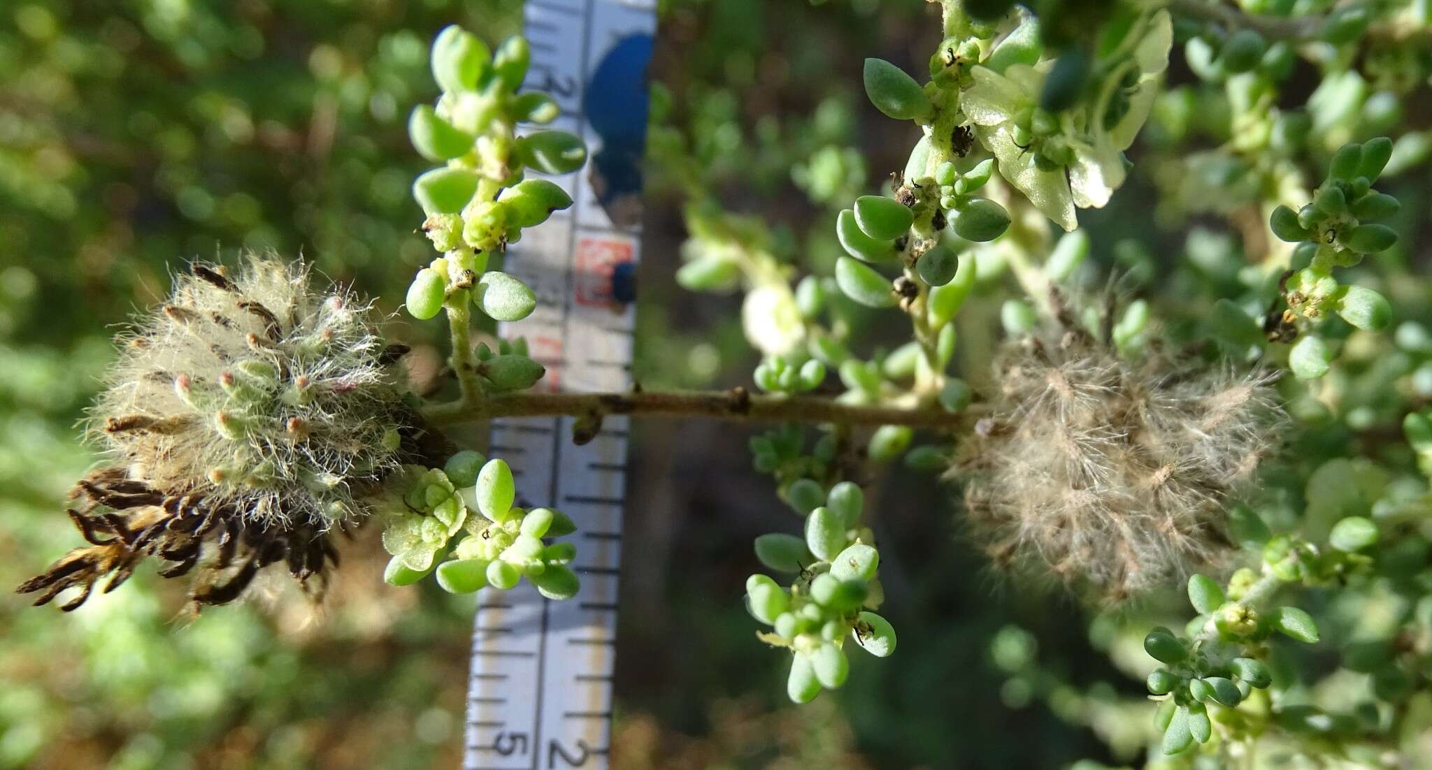 صورة Maireana brevifolia (R. Br.) P. G. Wilson