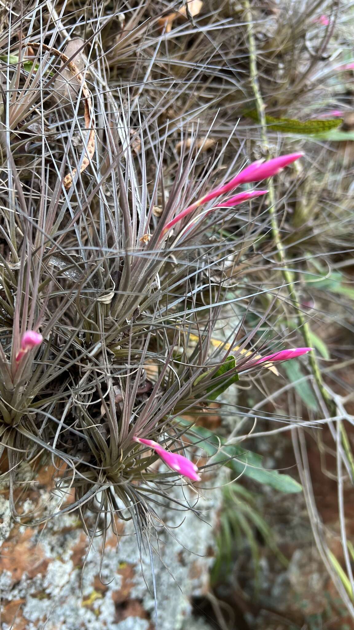 Image of narrowleaf airplant