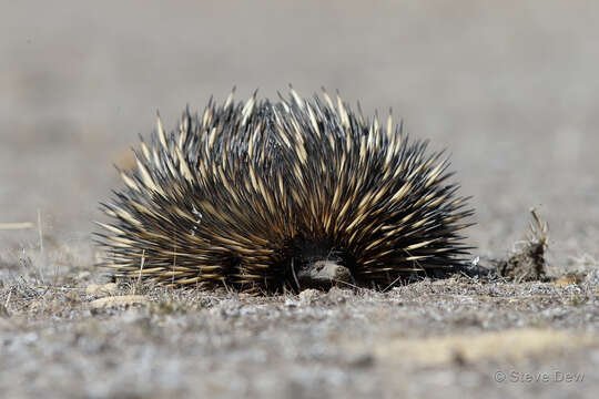 Image of Tachyglossus aculeatus acanthion (Collett 1884)