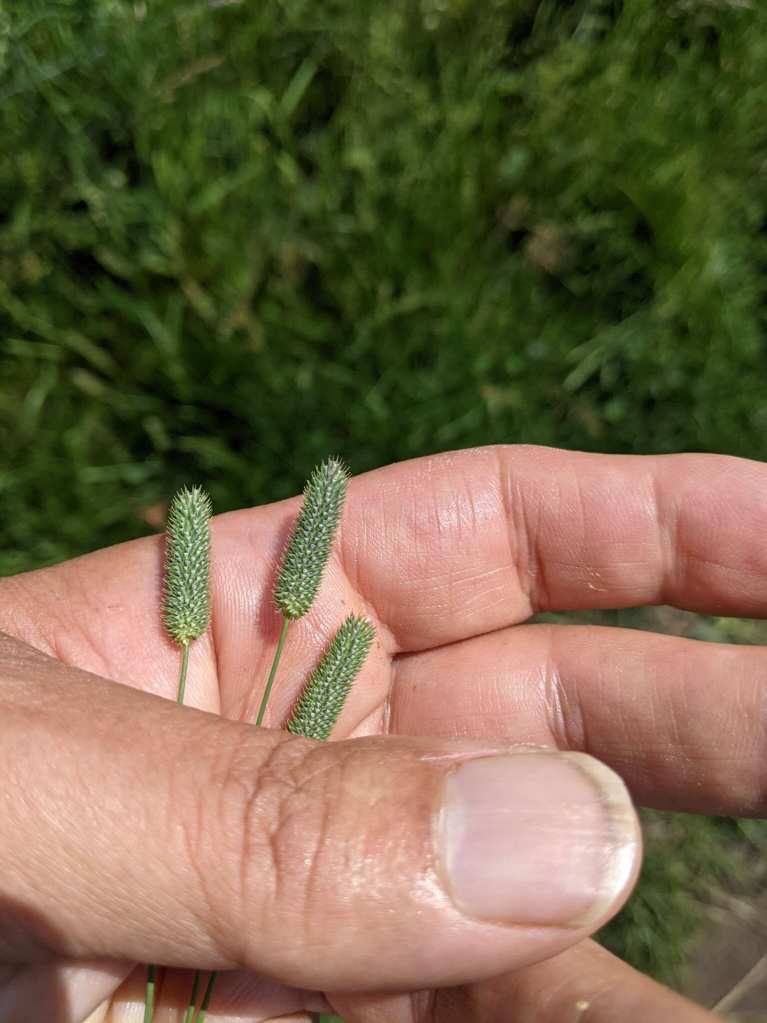 Image of Phleum bertolonii DC.