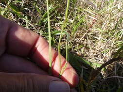 Image of Geissorhiza juncea (Link) A. Dietr.