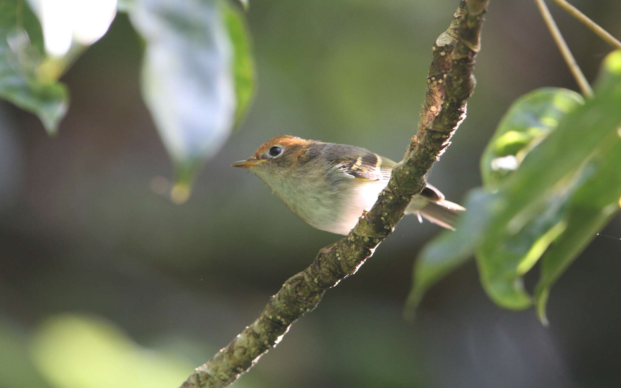 Image of Sunda Warbler