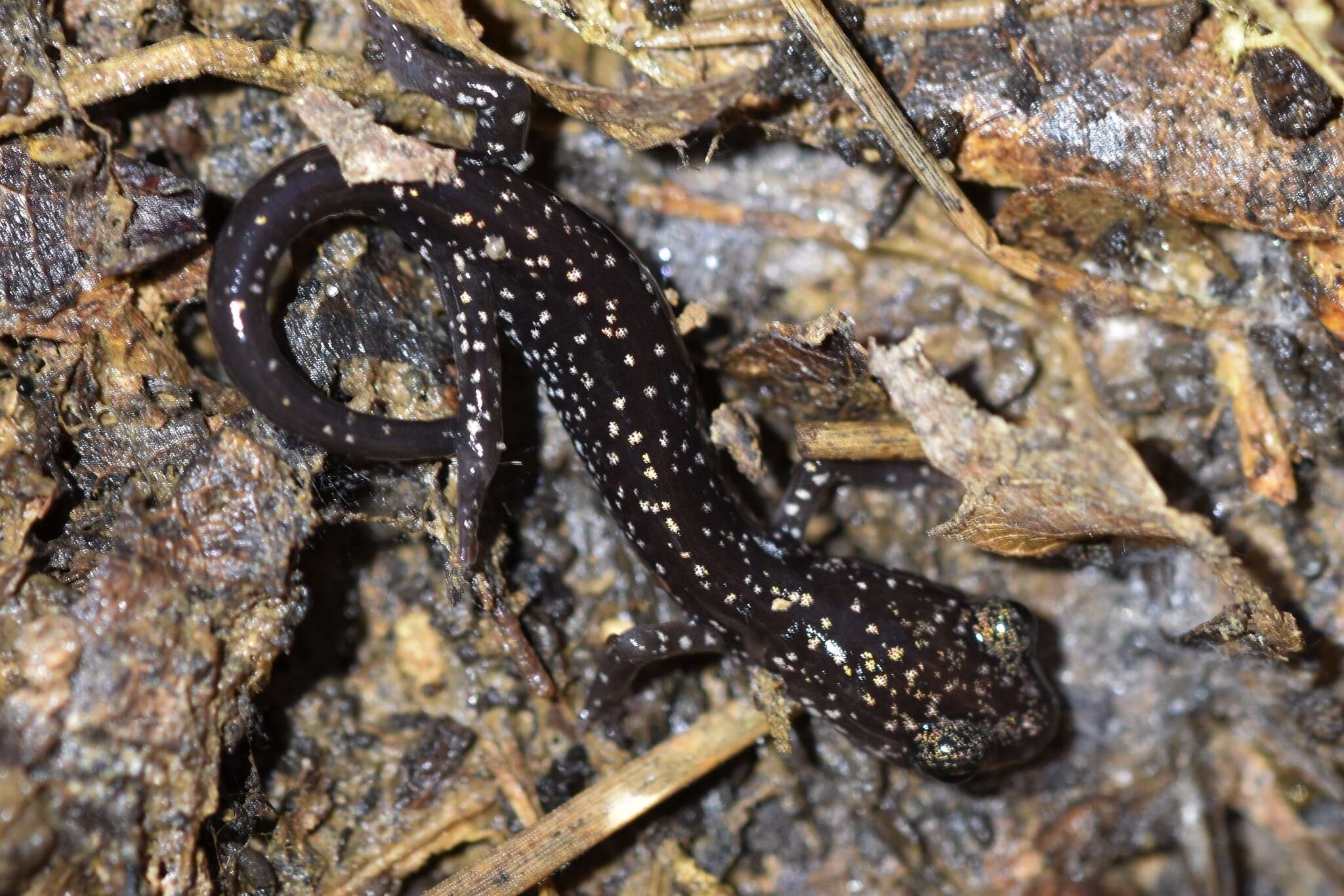 Image of Plethodon kiamichi Highton ex Highton, Maha & Maxson 1989