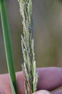 Image of Nealley's Viper Grass