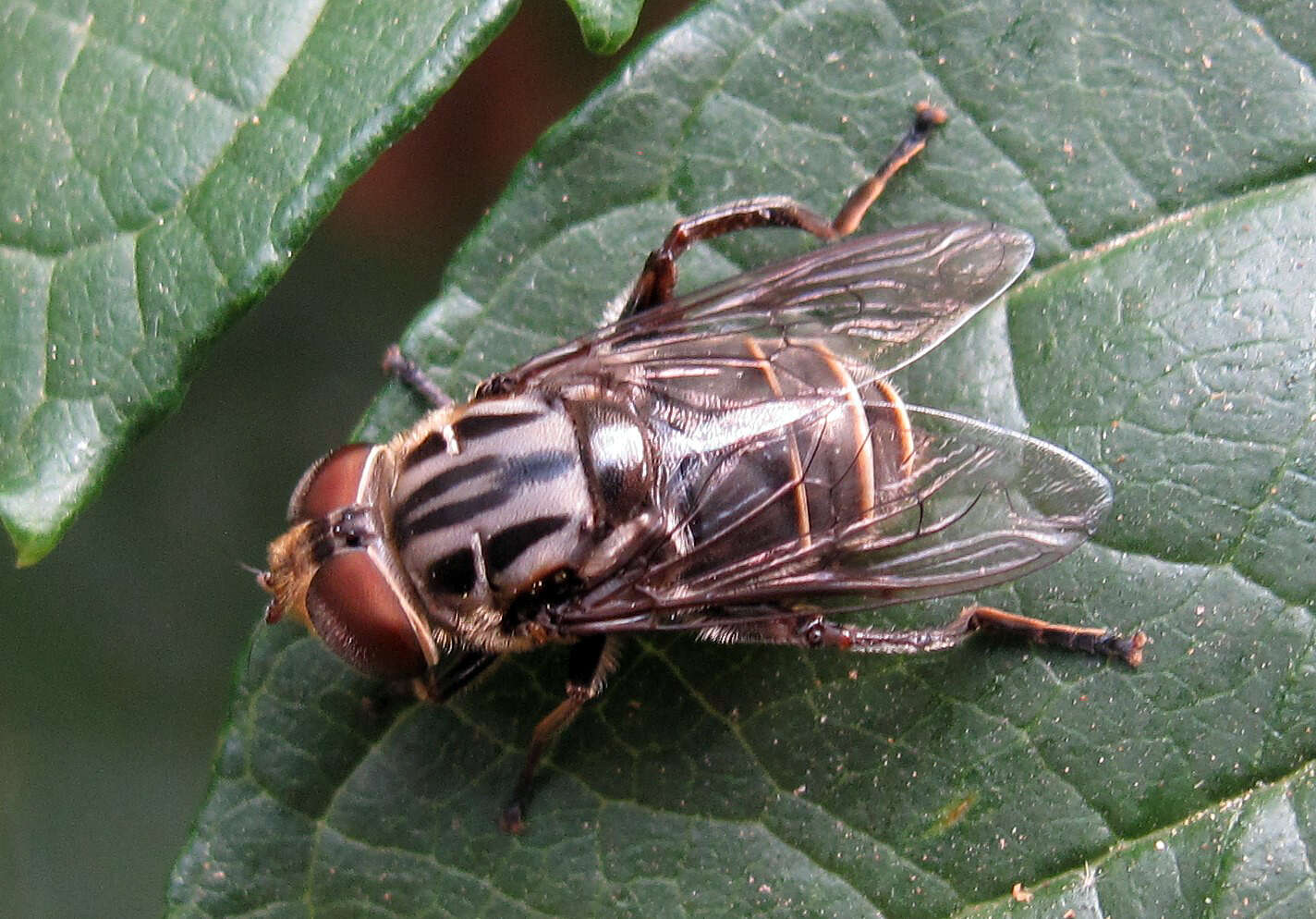 Image of Palpada furcata (Wiedemann 1819)