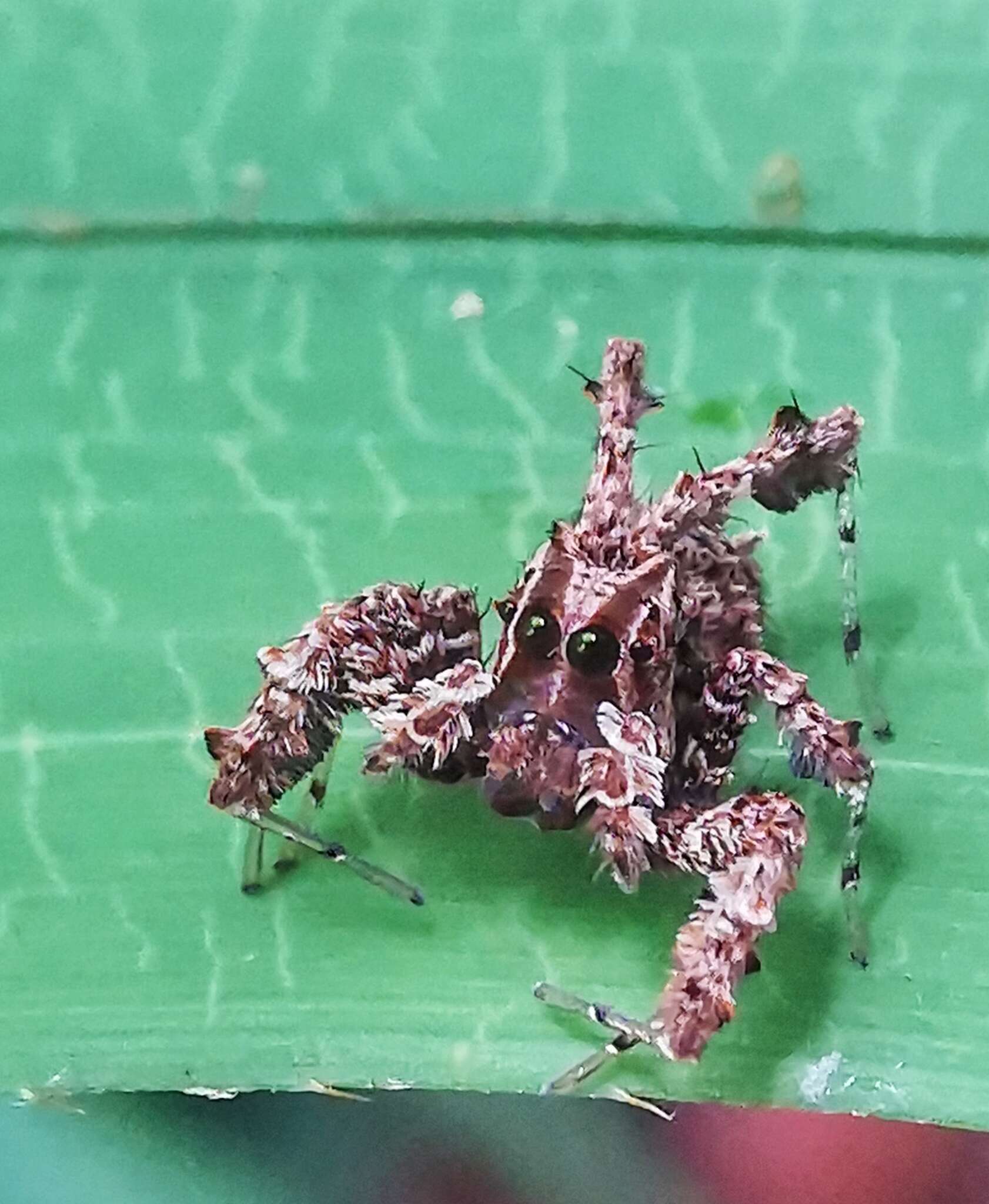 Image of Fringed Jumping Spider