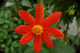 Image of red dahlia