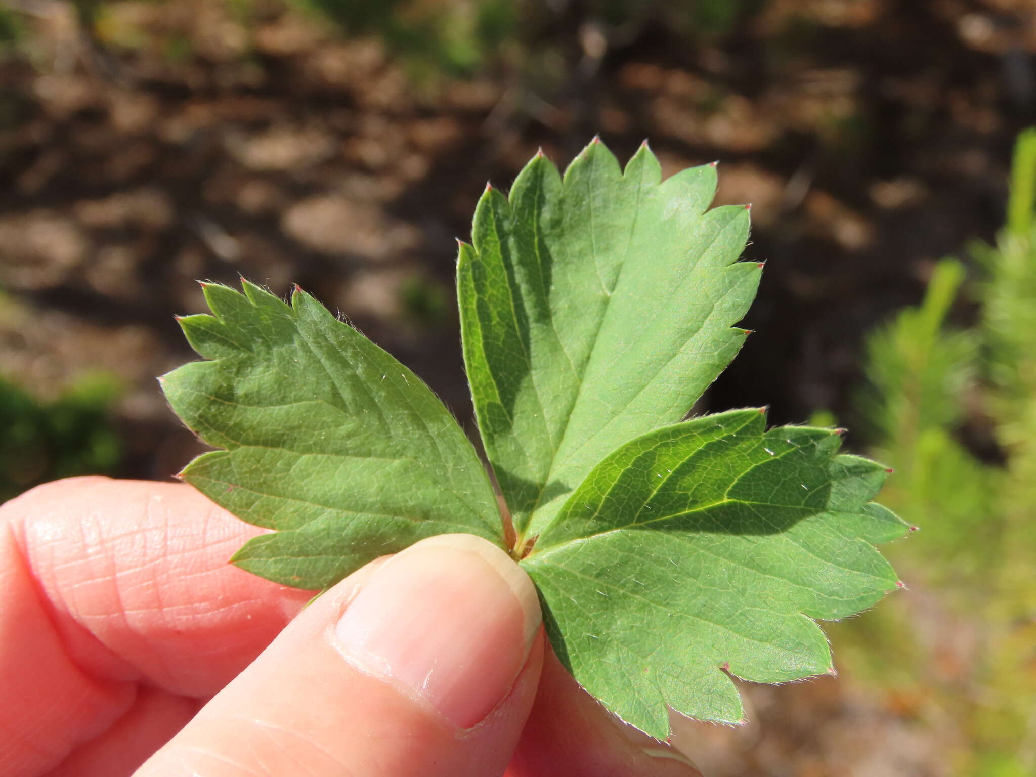 Sivun Fragaria cascadensis K. E. Hummer kuva