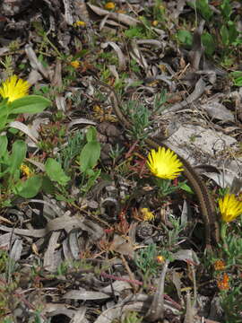 Image of Cross-marked Or Montane Grass Snake