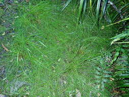 Image of Isolepis distigmatosa (C. B. Clarke) Edgar