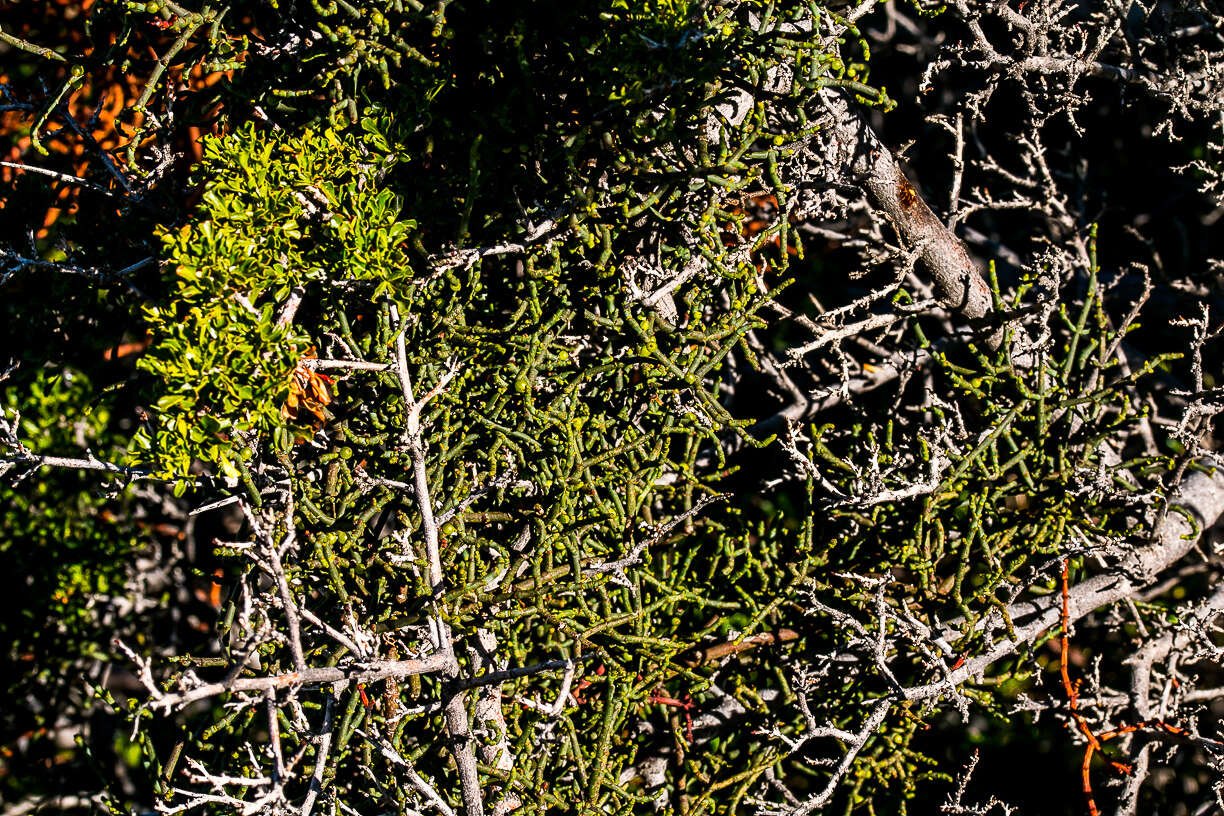 Image of Hooley Mistletoe