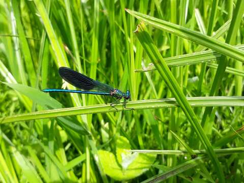 Image of Western Demoiselle