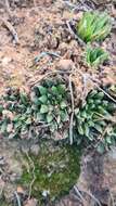 Image of Haworthia maraisii Poelln.