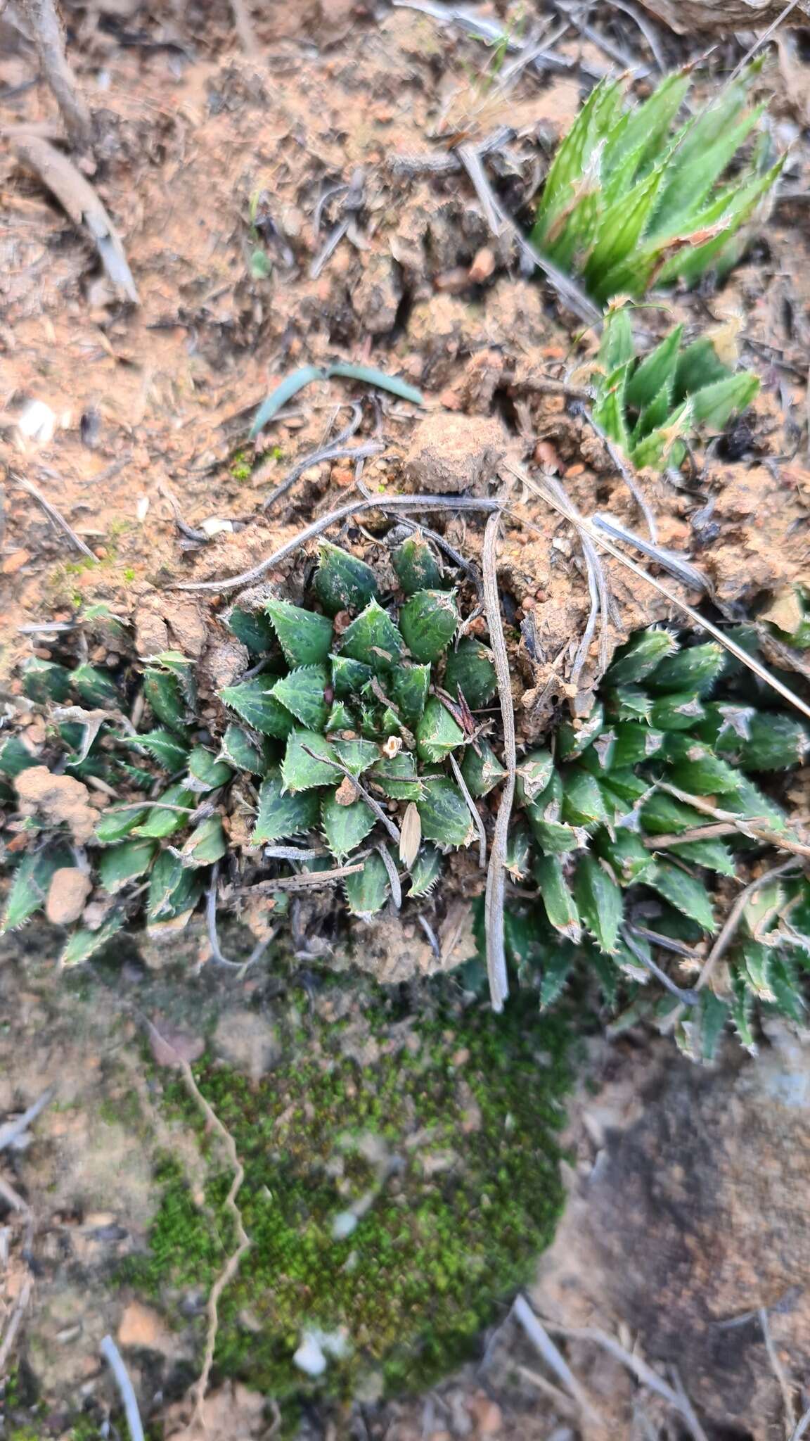 Image of Haworthia maraisii Poelln.