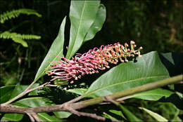 Image of Grevillea barklyana F. Müll. ex Benth.