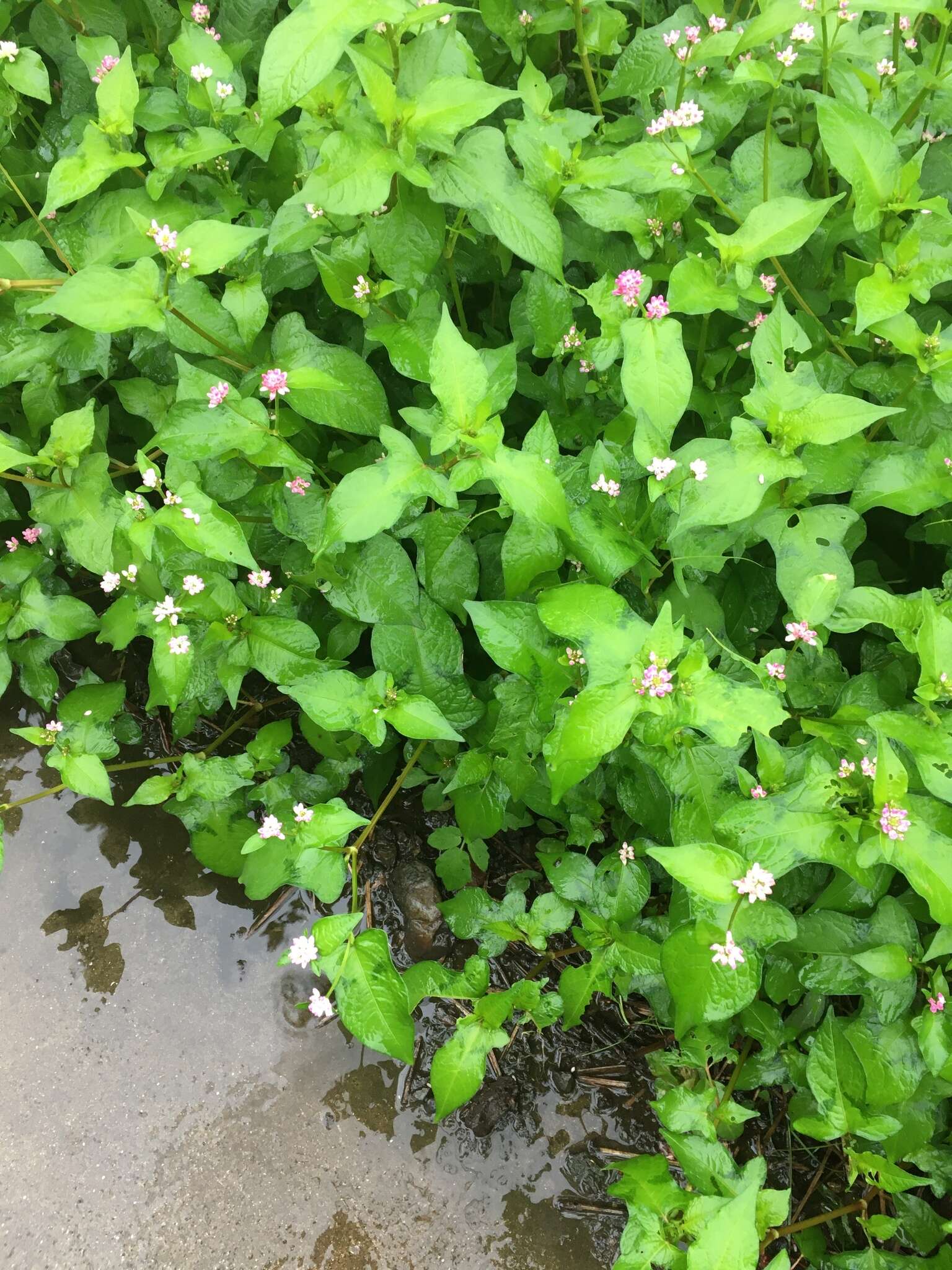 Sivun Persicaria thunbergii (Sieb. & Zucc.) H. Gross kuva