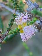 Image of Melaleuca gibbosa Labill.