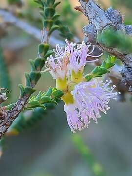 Image of Melaleuca gibbosa Labill.