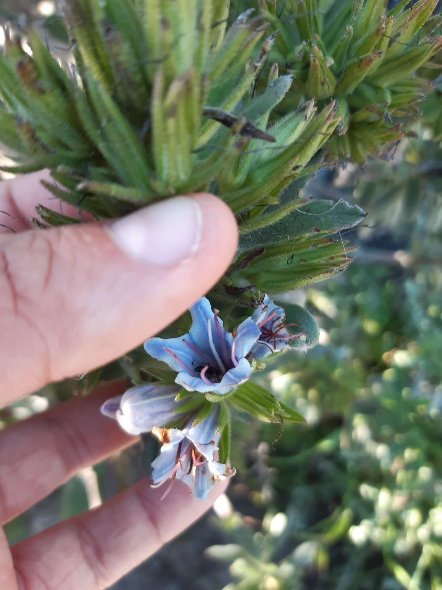 Image of Lobostemon montanus (DC.) Buek