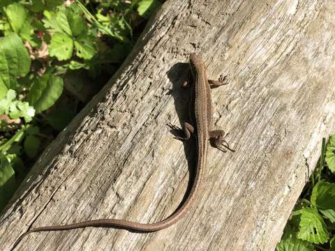 Image of Japanese Grass Lizard