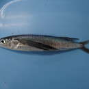 Image of Sharpchin flyingfish