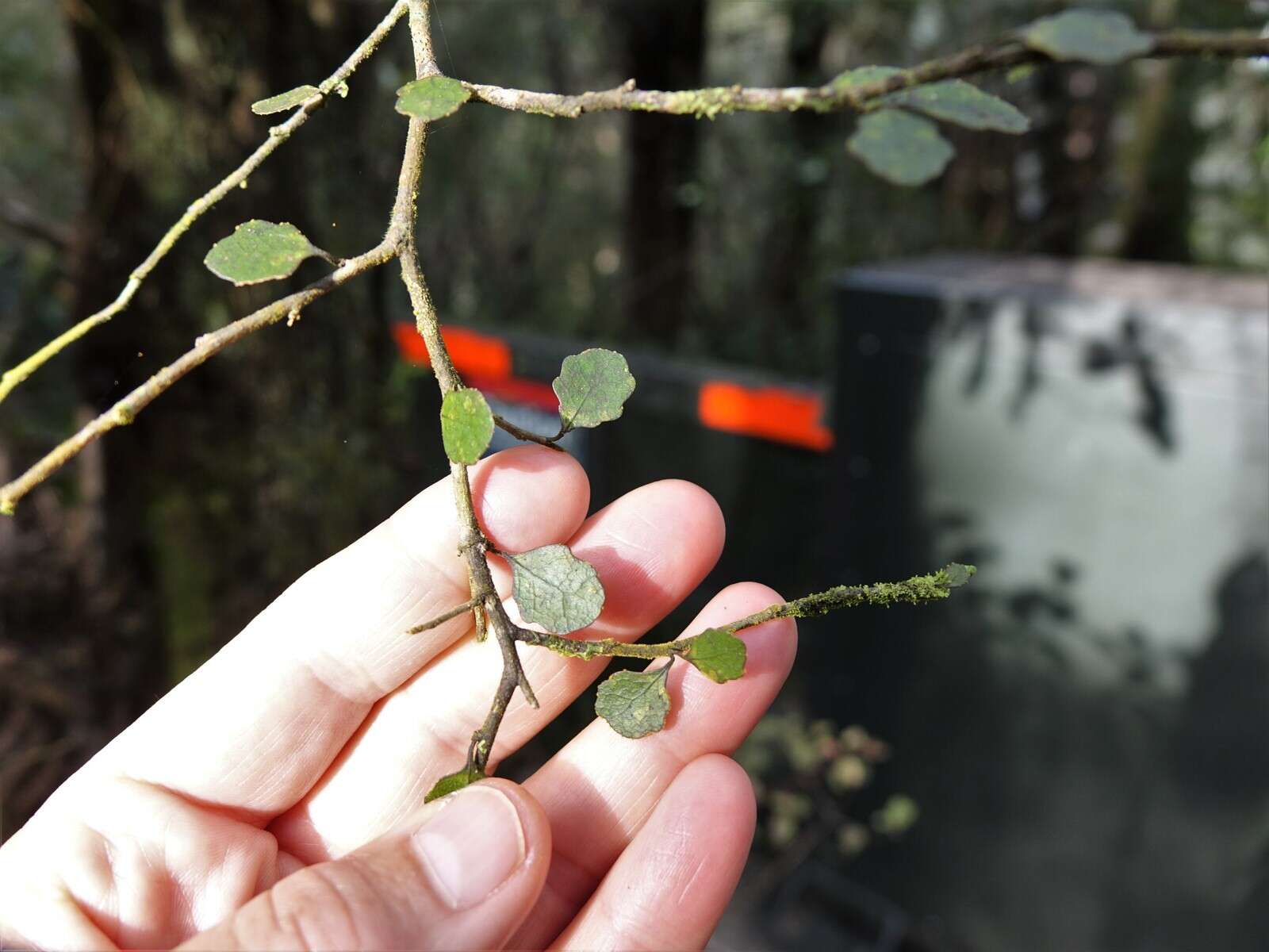 Imagem de Melicytus micranthus Hook. fil.