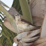 Image of Falco sparverius dominicensis Gmelin & JF 1788