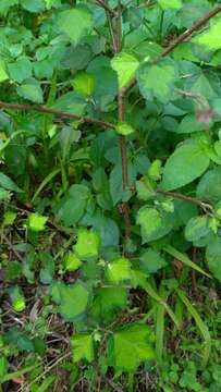 Urena procumbens L.的圖片