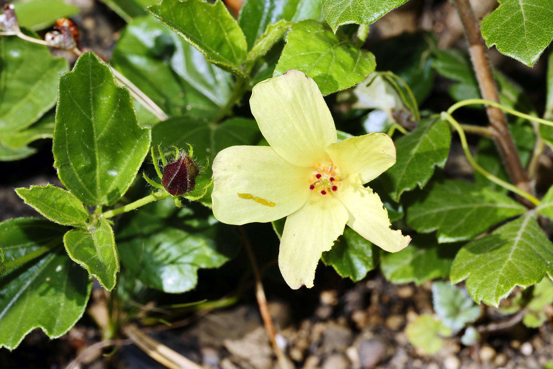 Plancia ëd Hibiscus aethiopicus var. aethiopicus