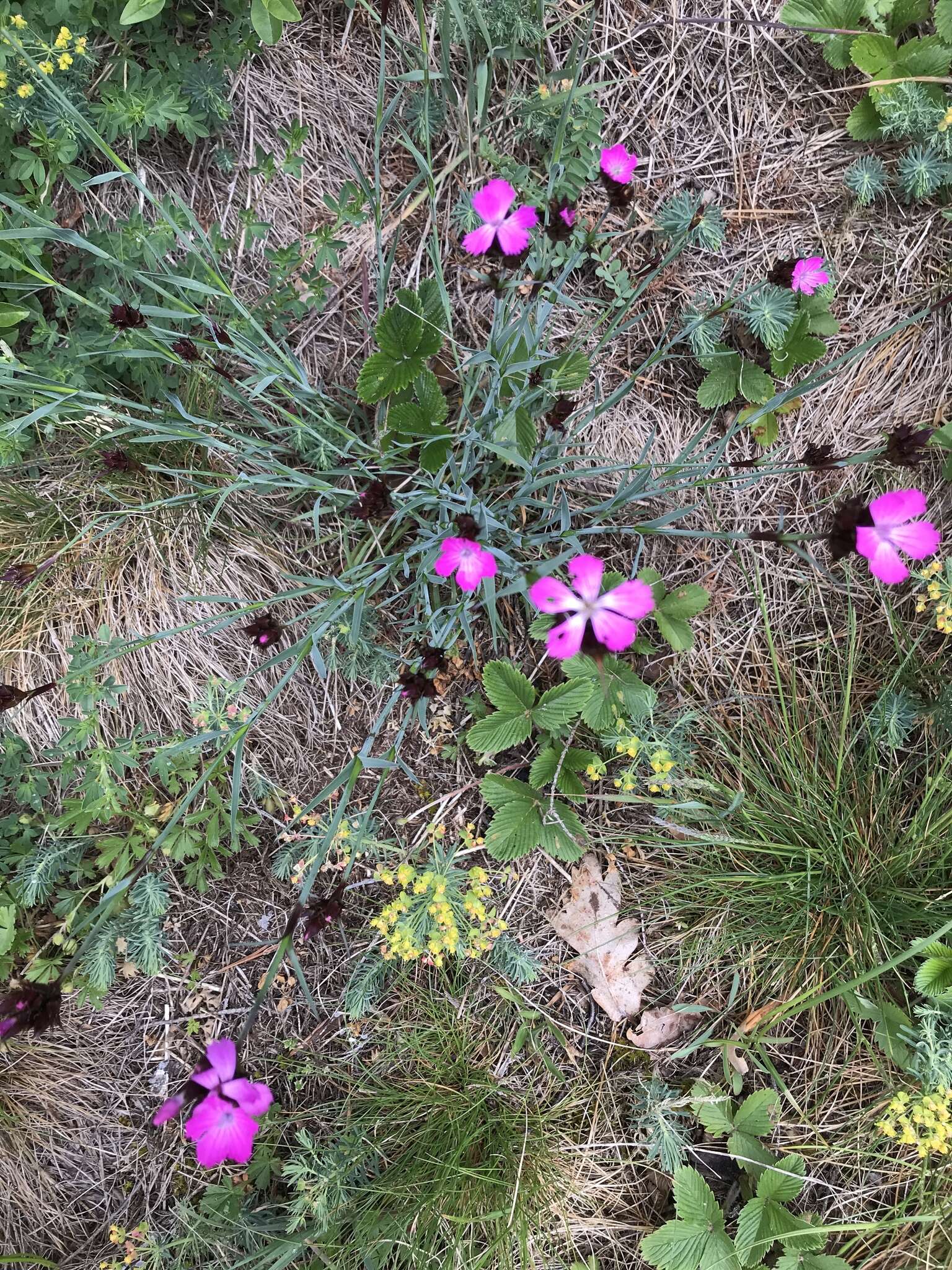 صورة Dianthus carthusianorum L.