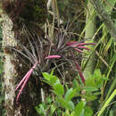 Image of Vriesea incurva (Griseb.) Read