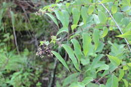 Image of Ageratina areolaris (DC.) D. Gage ex B. L. Turner