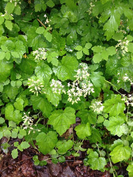 Image of Tiarella stolonifera G. L. Nesom