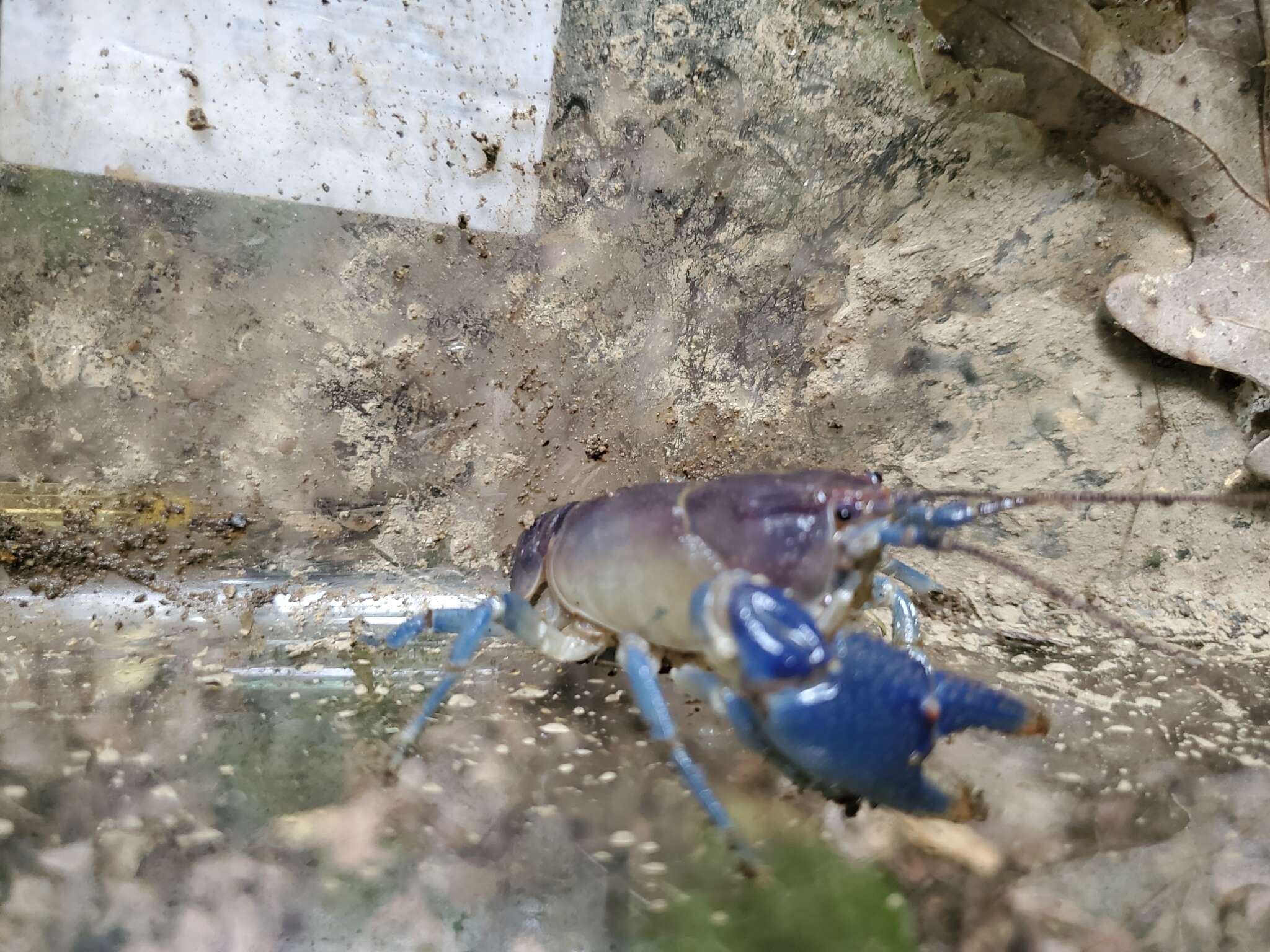 Image of Blue Crayfish