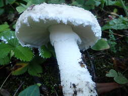 Image of Amanita strobiliformis (Paulet ex Vittad.) Bertill. 1866