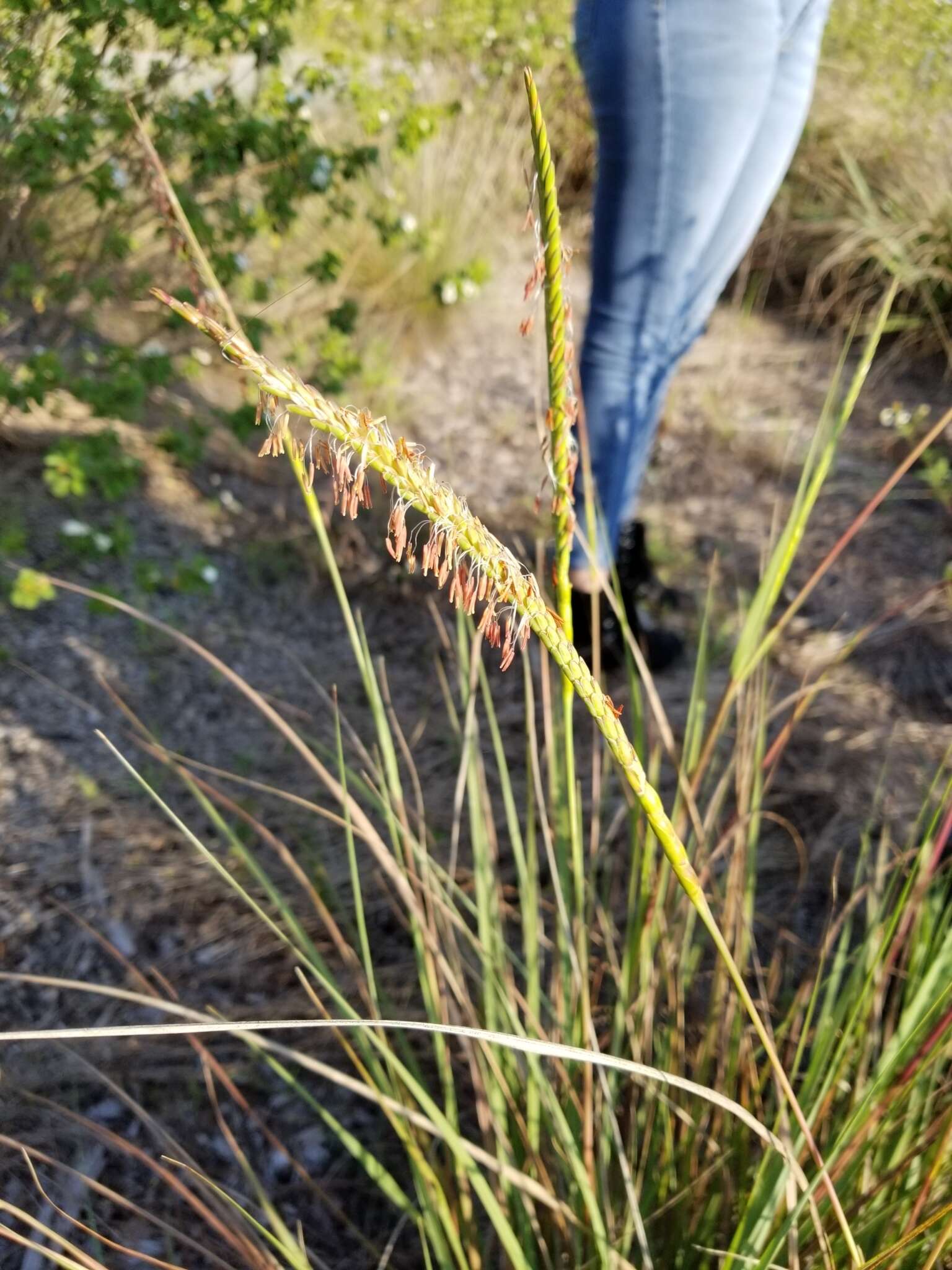 Imagem de Tripsacum dactyloides (L.) L.