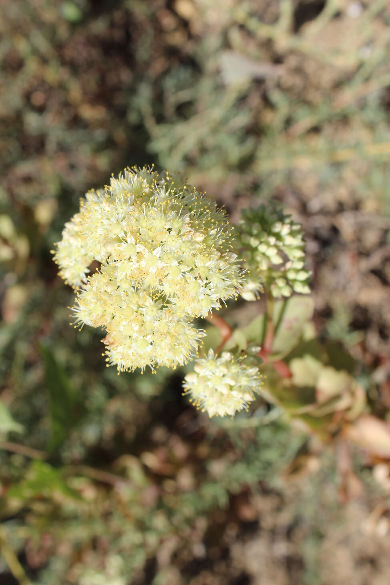 Hylotelephium telephium subsp. ruprechtii (Jalas) H. Ohba resmi