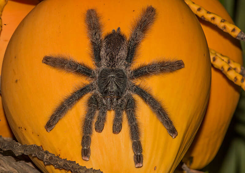 Image de Avicularia avicularia (Linnaeus 1758)