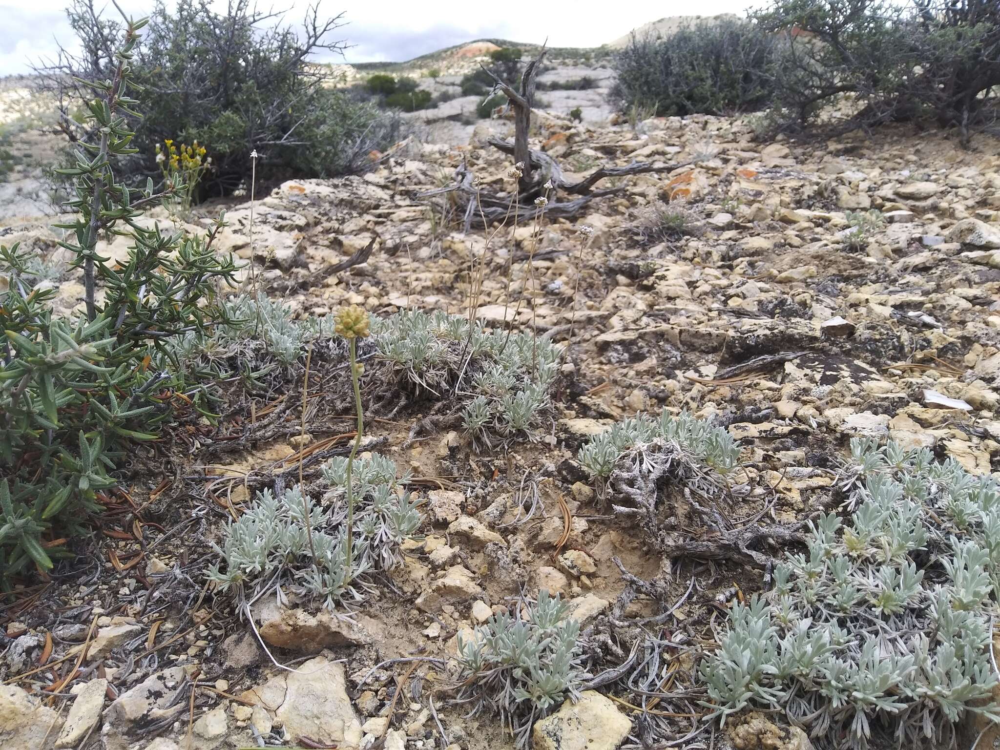 Image of rock tansy