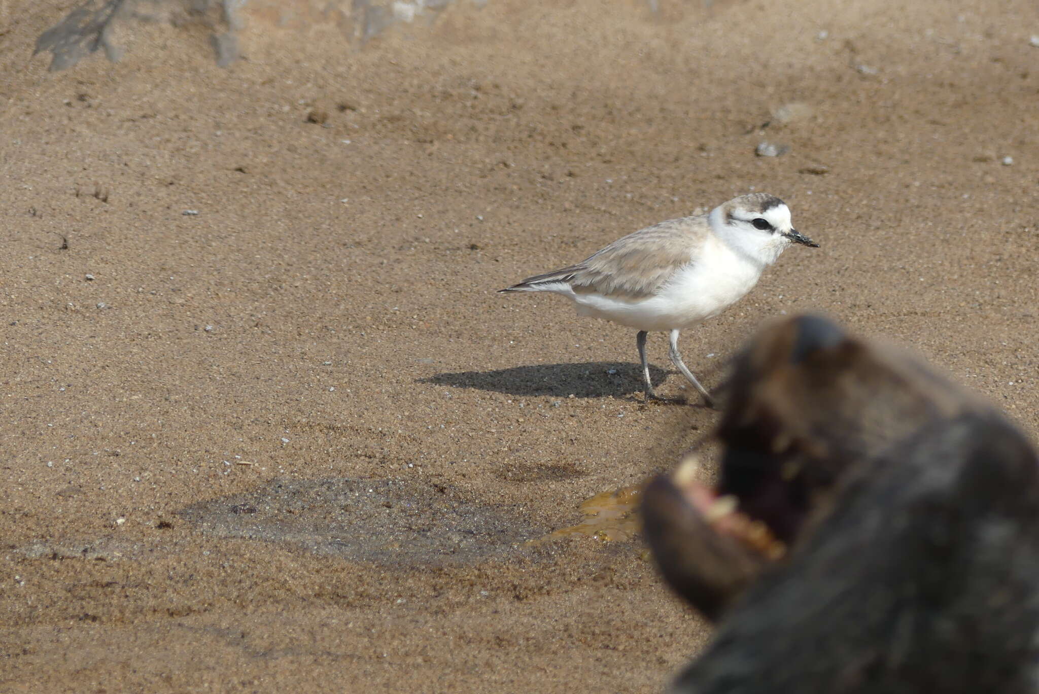 صورة Charadrius marginatus marginatus Vieillot 1818