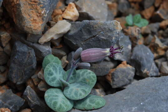 Image of Silene variegata (Desf.) Boiss. & Heldr.