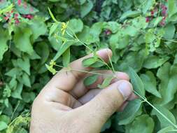 صورة Cottsia californica (Benth.) W. R. Anderson & C. Davis