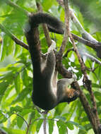 Image of Cream-coloured giant squirrel